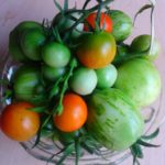 Workshop zum vorziehen von Tomaten