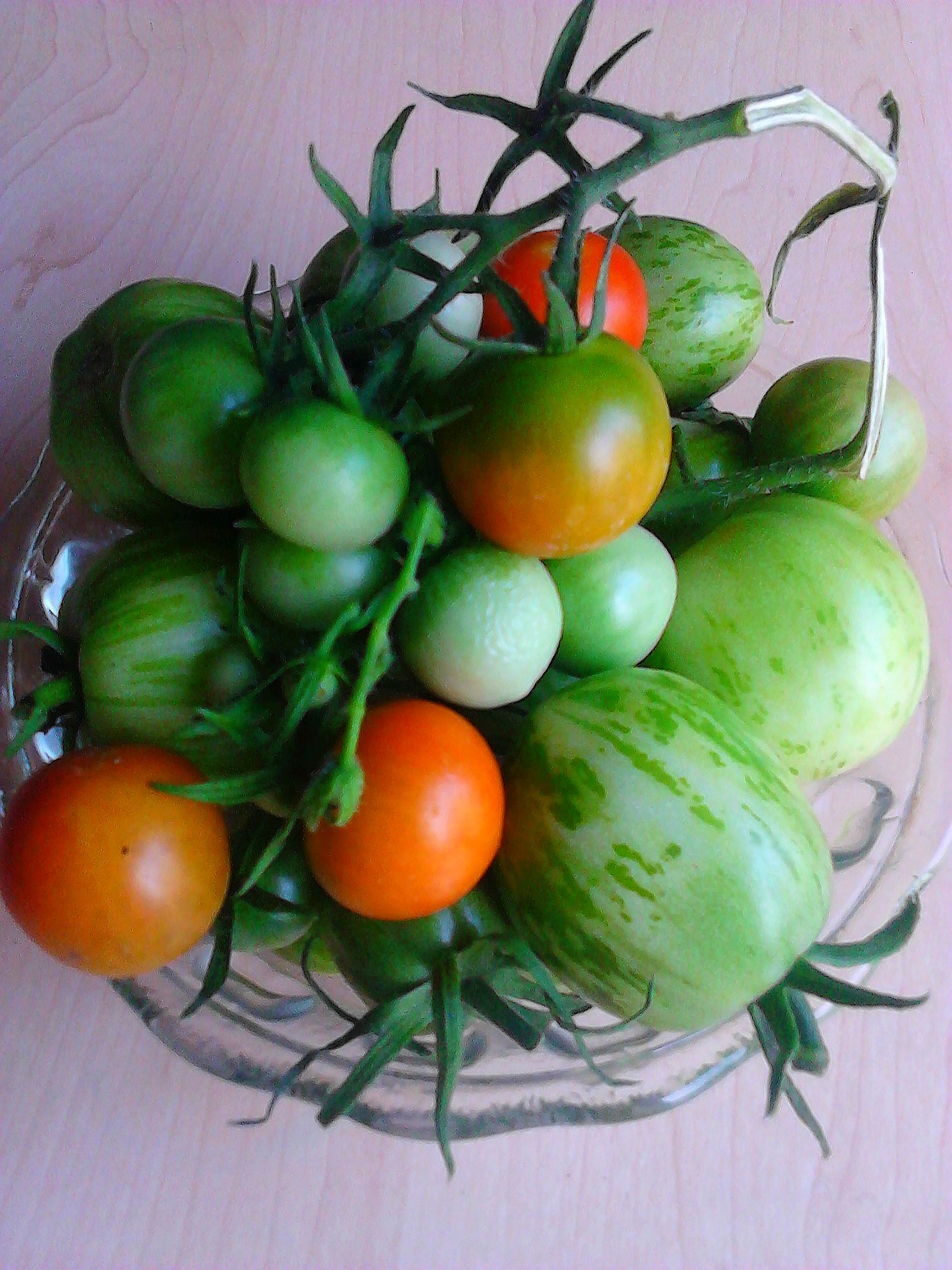 Tomatenworkshop